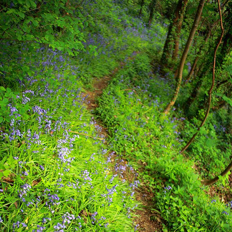 Path through the bluebell wildwood