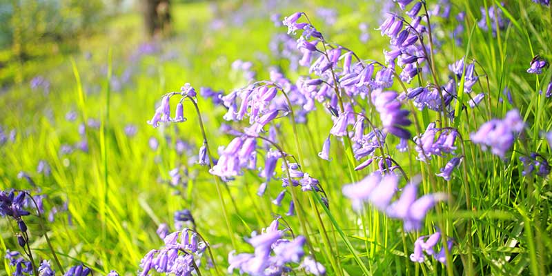Bluebell seed takes four years to produce flowers